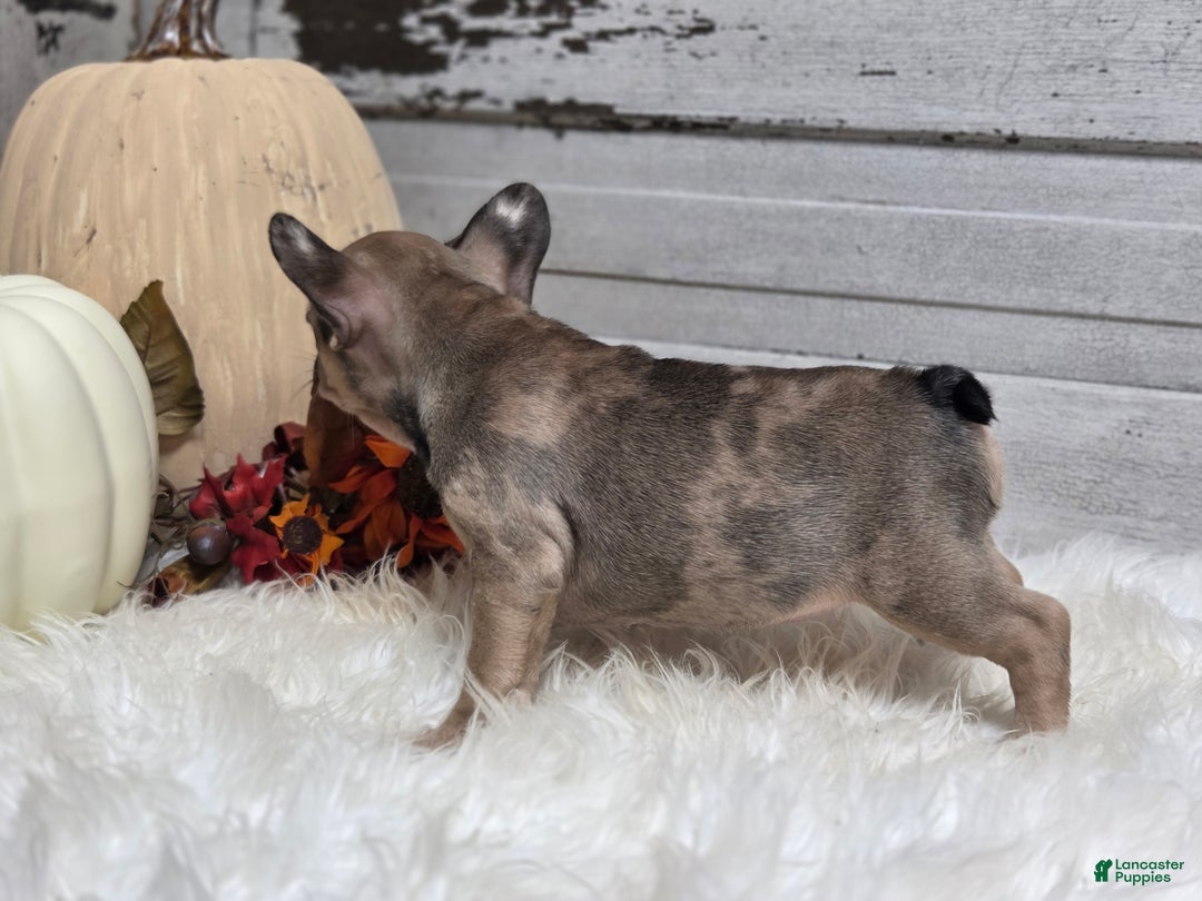 French Bulldog dogs for sale: Piper - Ad 4