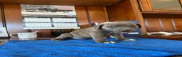 Mixed Breed dogs for sale: Mixed Breed 4 - Ad 2