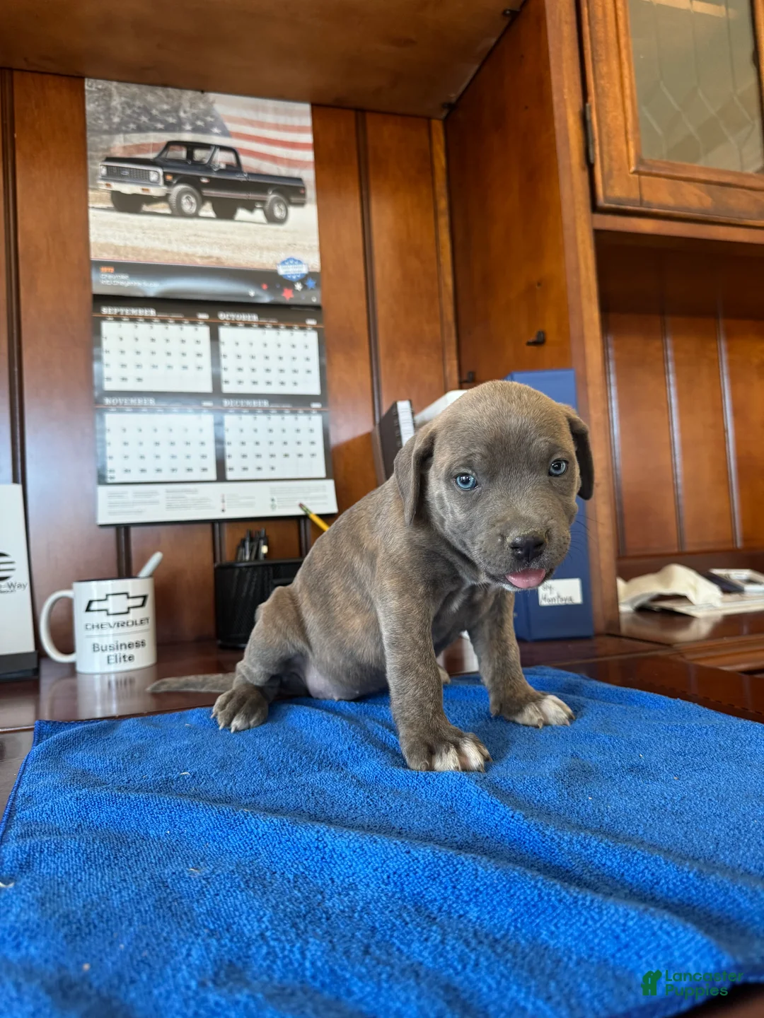 Mixed Breed dogs for sale: Mixed Breed 4 - Ad 2