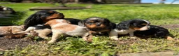 Cavalier King Charles Spaniel dogs for sale: Cavalier King Charles Spaniel 1 - Ad 5