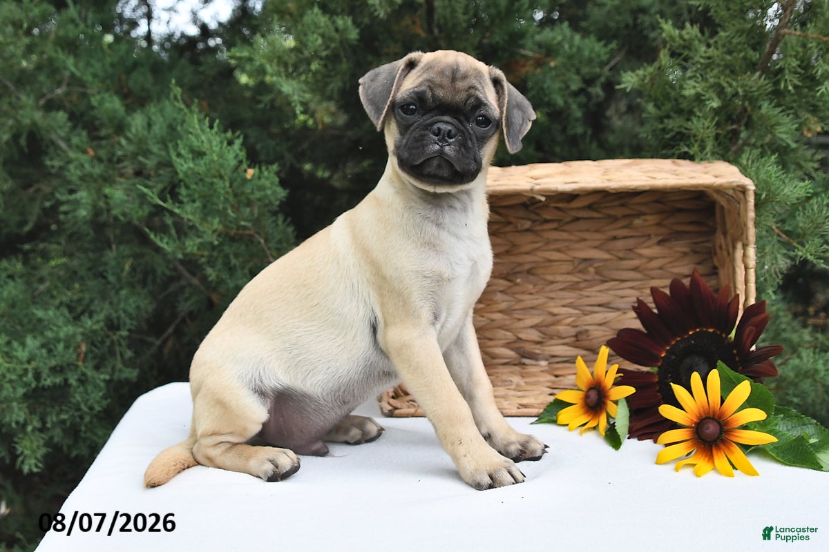Puggle dogs for sale: Coffee - Ad 4