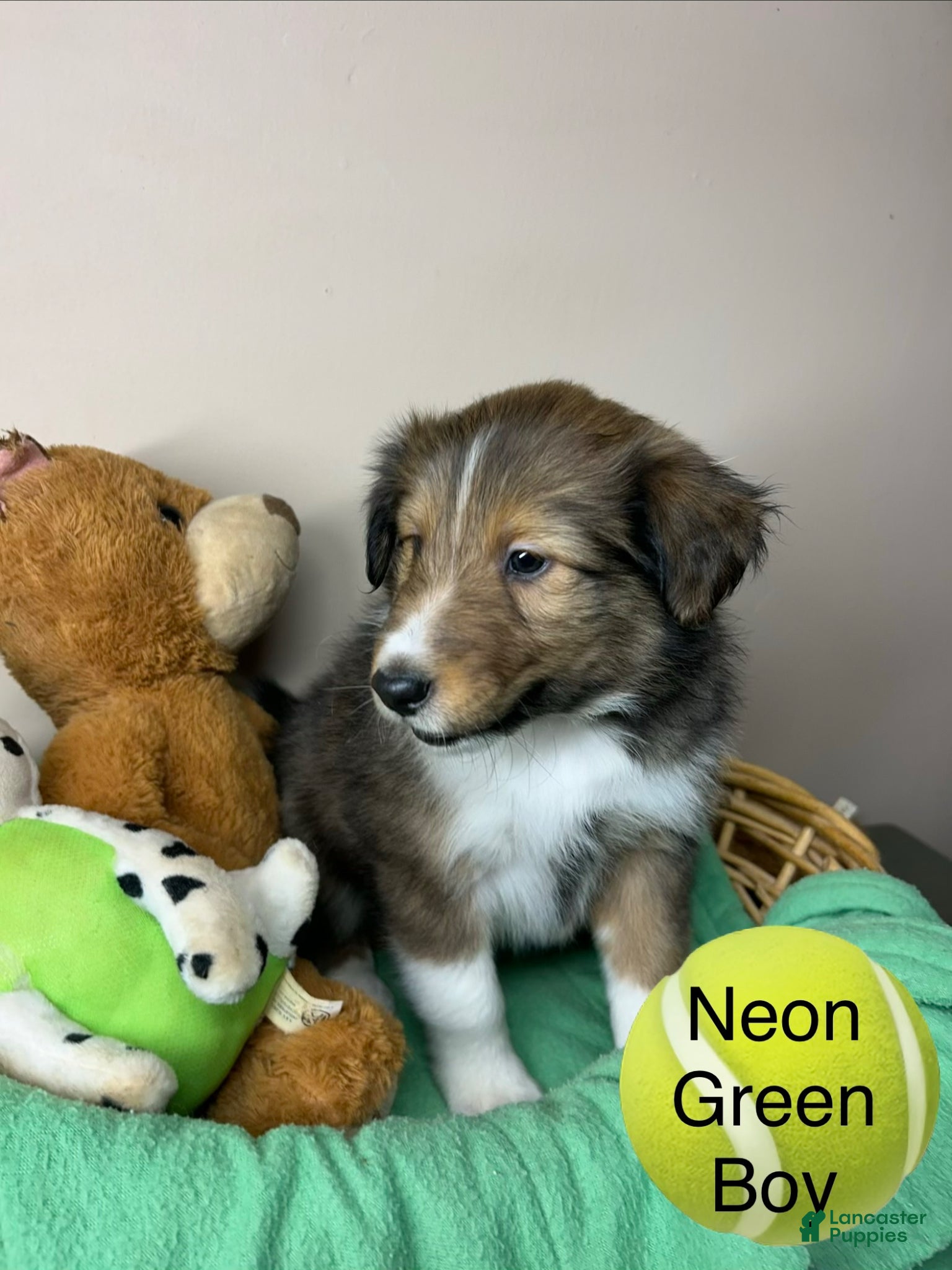 Shetland Sheepdog dogs Shetland Sheepdog Puppy 4 - Ad 13