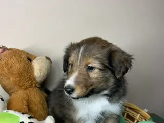 Shetland Sheepdog dogs Shetland Sheepdog Puppy 4 - Ad 36