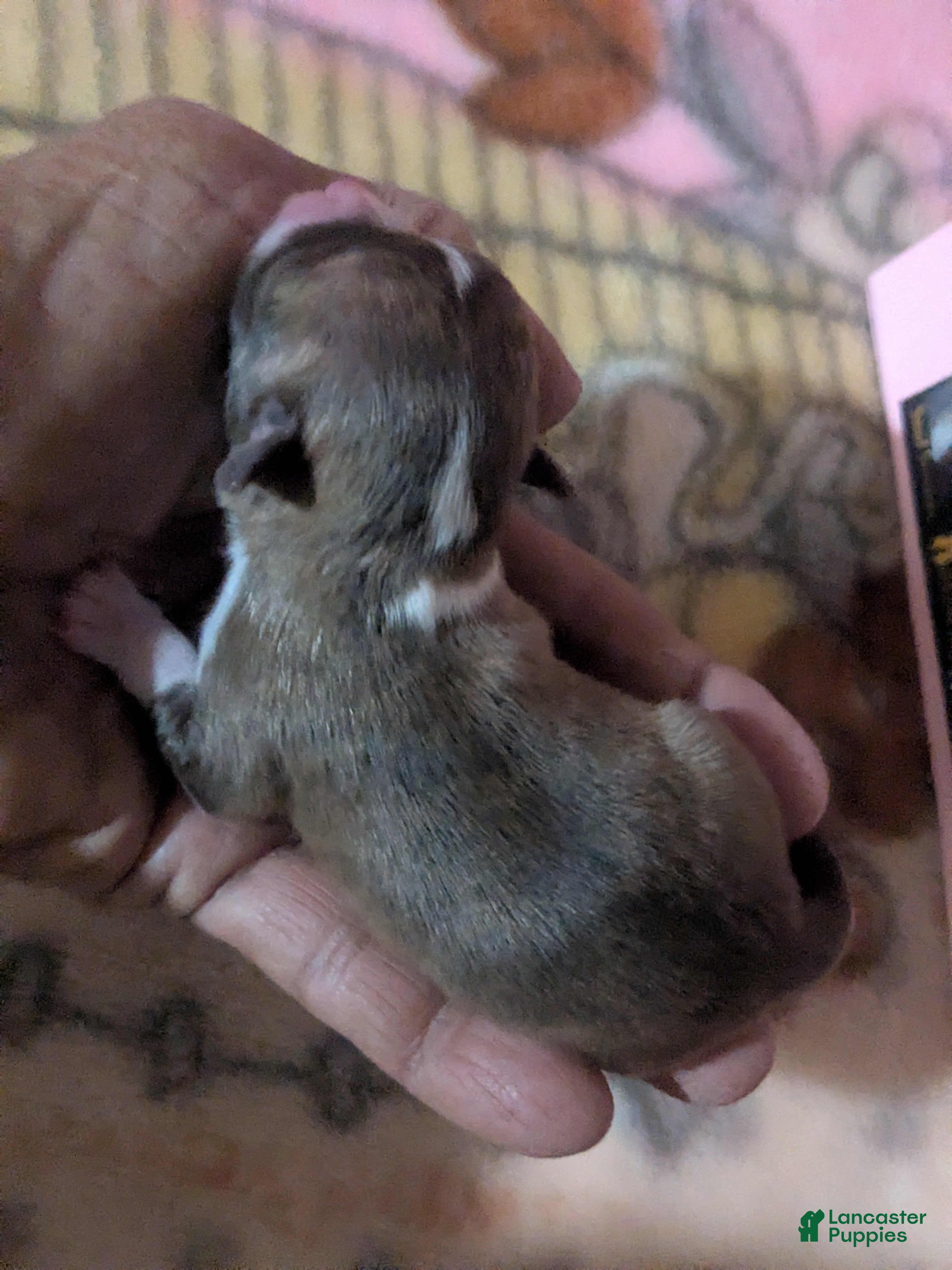 Chihuahua dogs for sale: Cookie   - Ad 2