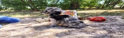 Mini Goldendoodle dogs for sale: Mini Goldendoodle 4 - Ad 3