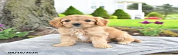 Cavapoo dogs for sale: Marigold - Ad 1