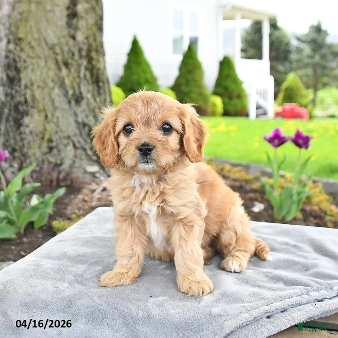 Cavapoo dogs for sale: Marigold - Ad 1
