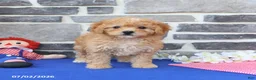 Mini Goldendoodle dogs for sale: Candie - Ad 3
