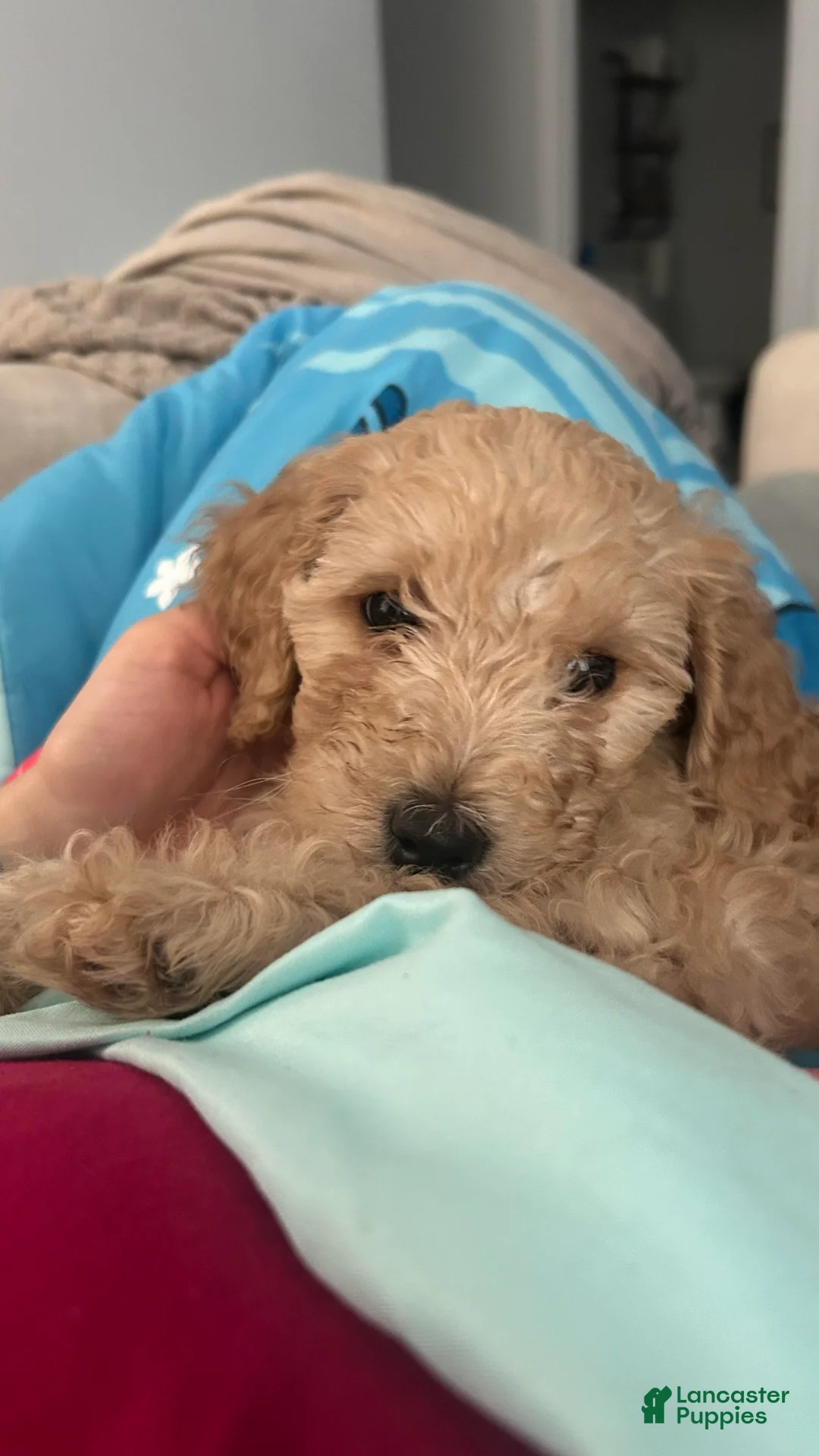 Mini Goldendoodle dogs for sale: Chanel  - Ad 2