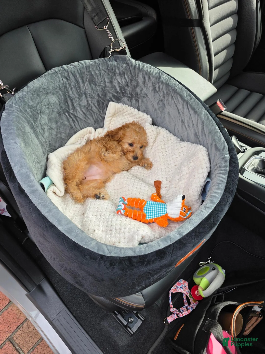 Miniature Poodle dogs for sale: Miniature Poodle 2 - Ad 2