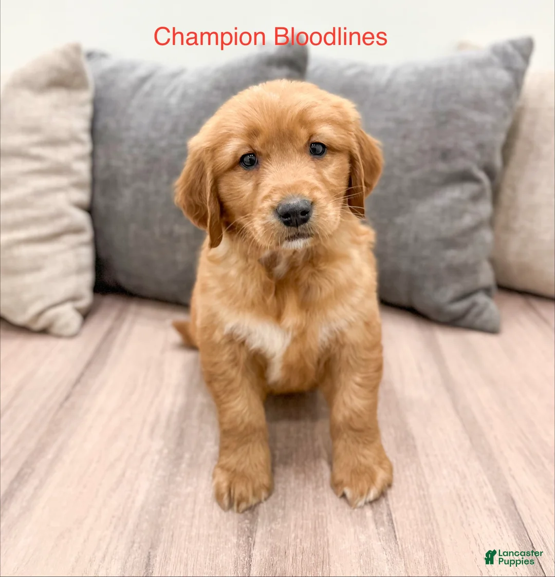 Golden Retriever dogs for sale: Chancy - Ad 1