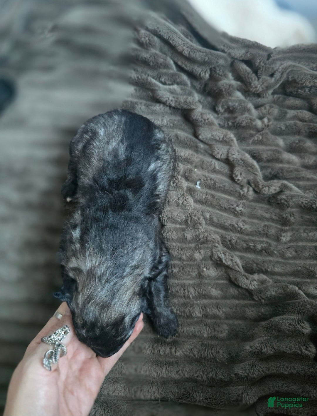 Mixed Breed dogs for sale: Eclipsa  - Ad 5