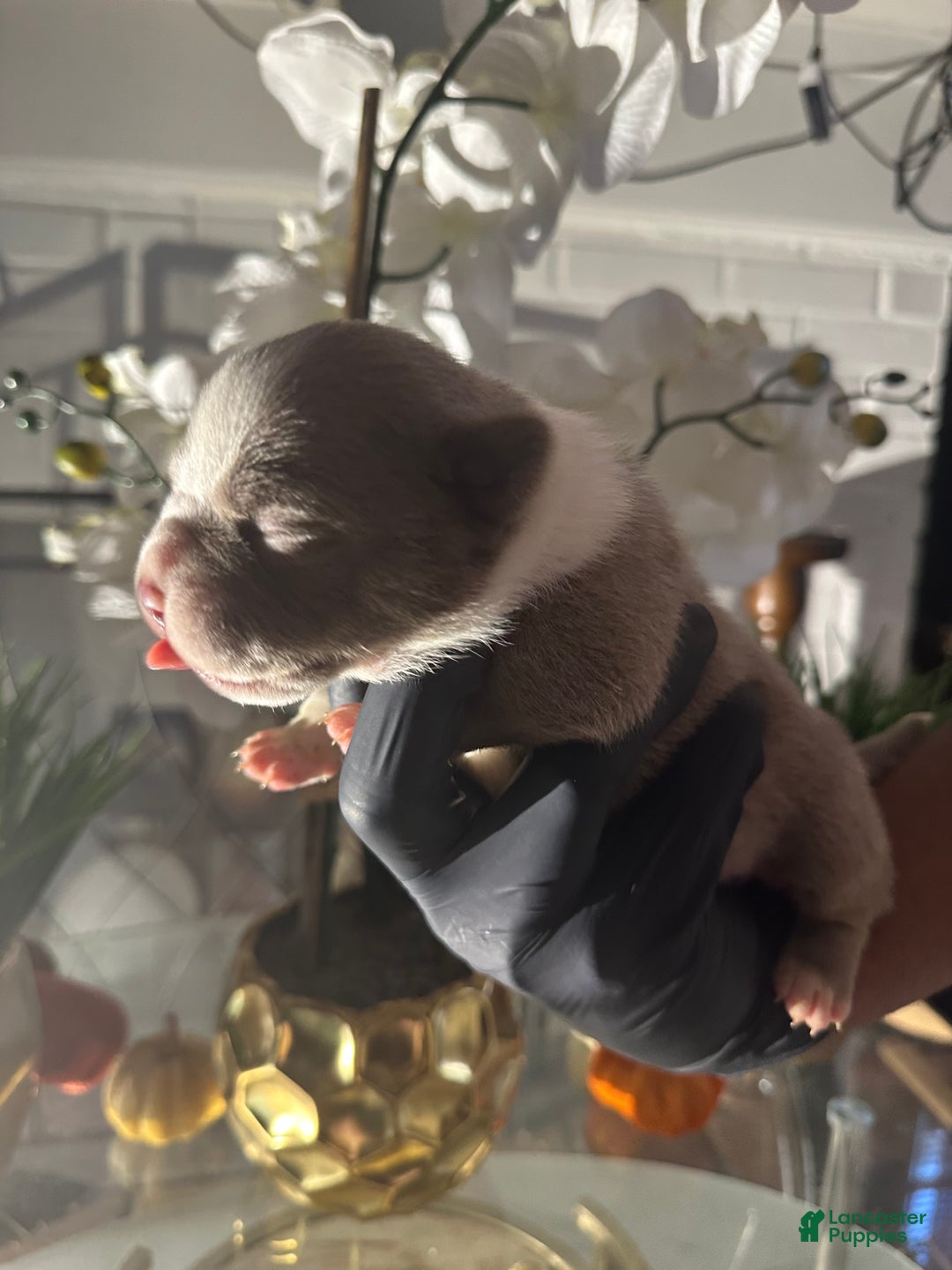 American Bully dogs for sale: American Bully Puppy 7 - Ad 9