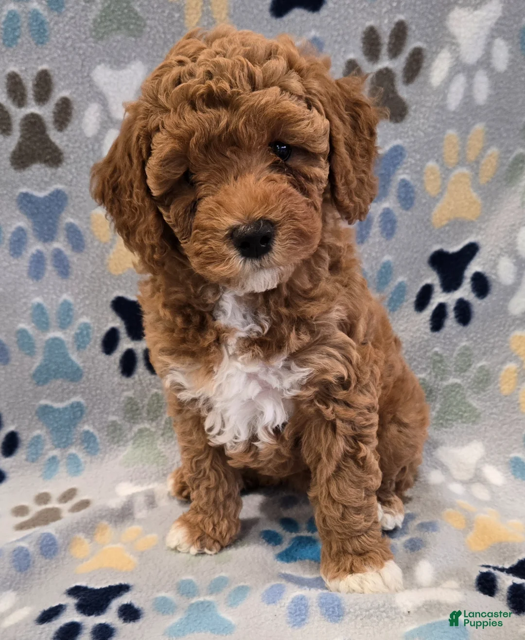 Gallery Image {{count}}