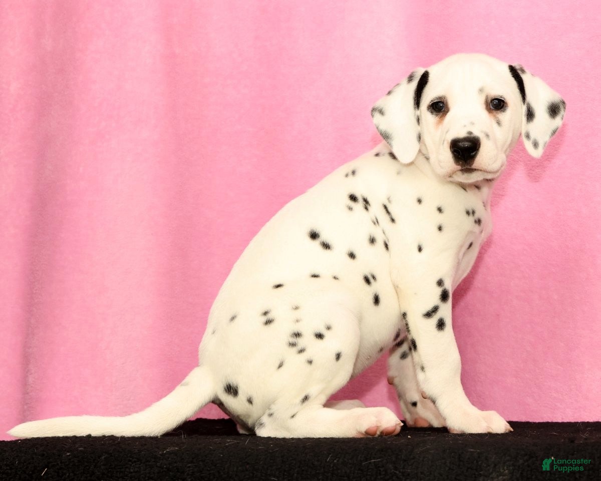 Dalmatian dogs Jemima - Ad 1