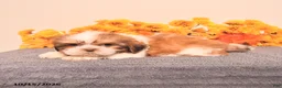 Shih Tzu dogs for sale: Lance  - Ad 3