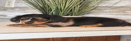 Miniature Dachshund dogs for sale: Macy - Ad 5