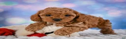 Cavapoo dogs for sale: Angel - Ad 4