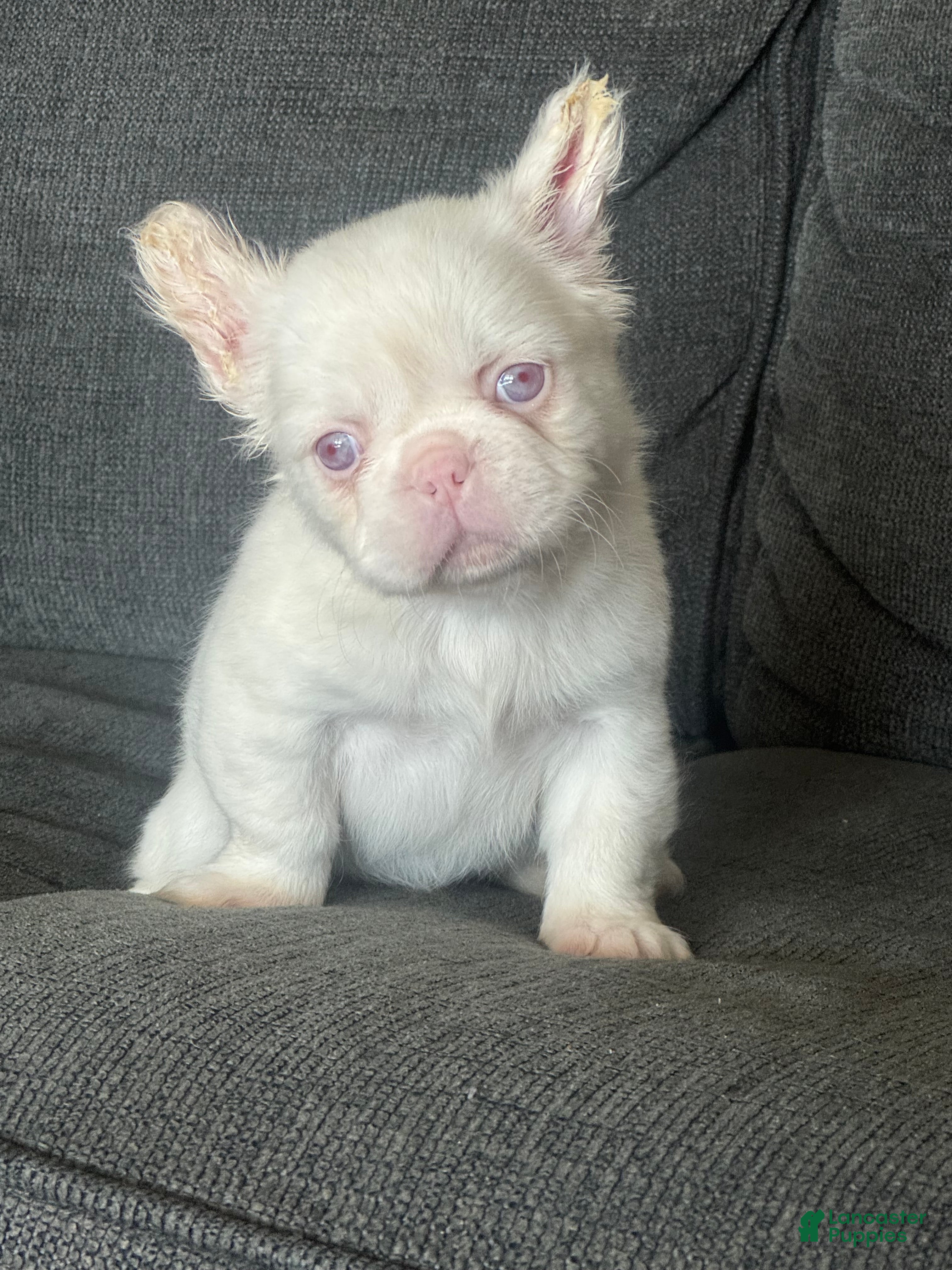 French Bulldog dogs Pink Polka - Ad 1
