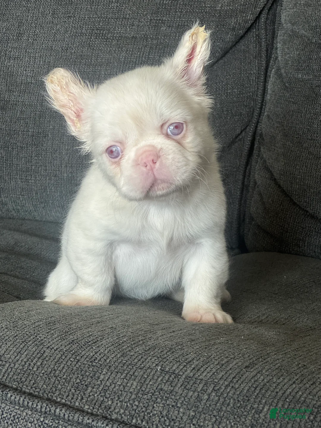 French Bulldog dogs for sale: Pink Polka - Ad 1