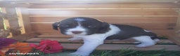 English Springer Spaniel dogs for sale: Abbie - Ad 2