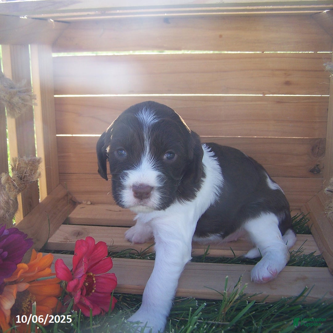 English Springer Spaniel dogs for sale: Abbie - Ad 2