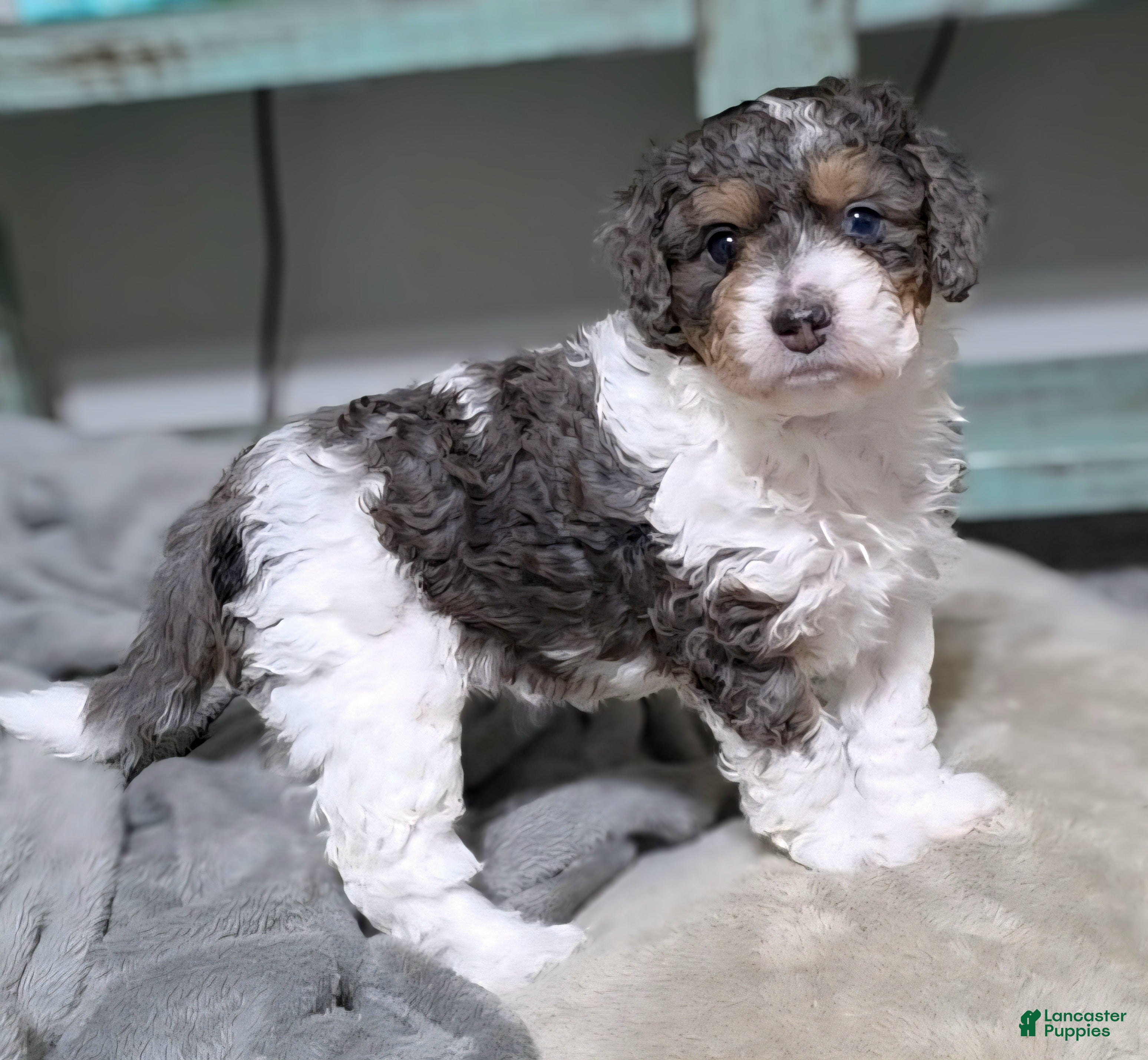 Mini Bernedoodle dogs Jasmine - Ad 14