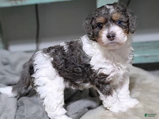 Mini Bernedoodle dogs Jasmine - Ad 12