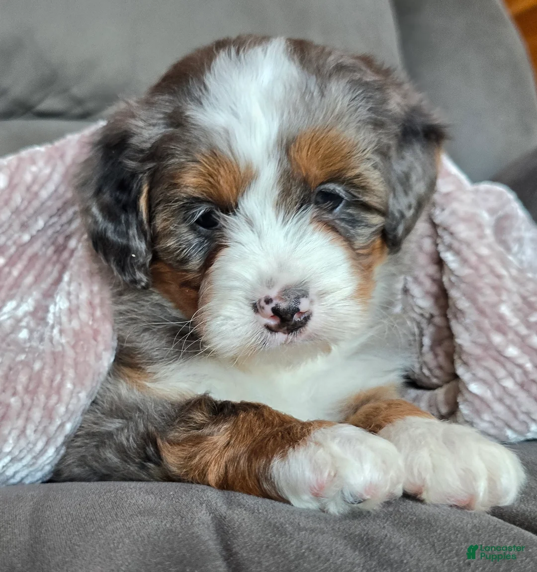 Mini Bernedoodle dogs for sale: Mini Sophie - Ad 13