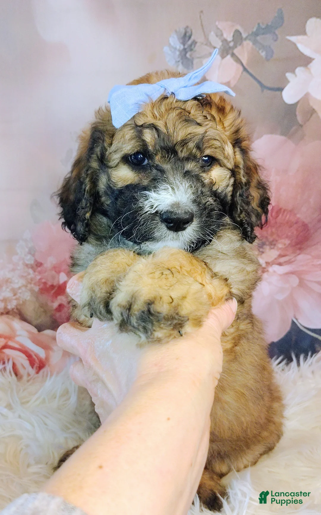 Saint Berdoodles dogs for sale: Goldberry- F1b Saint Berdoodle - Ad 2