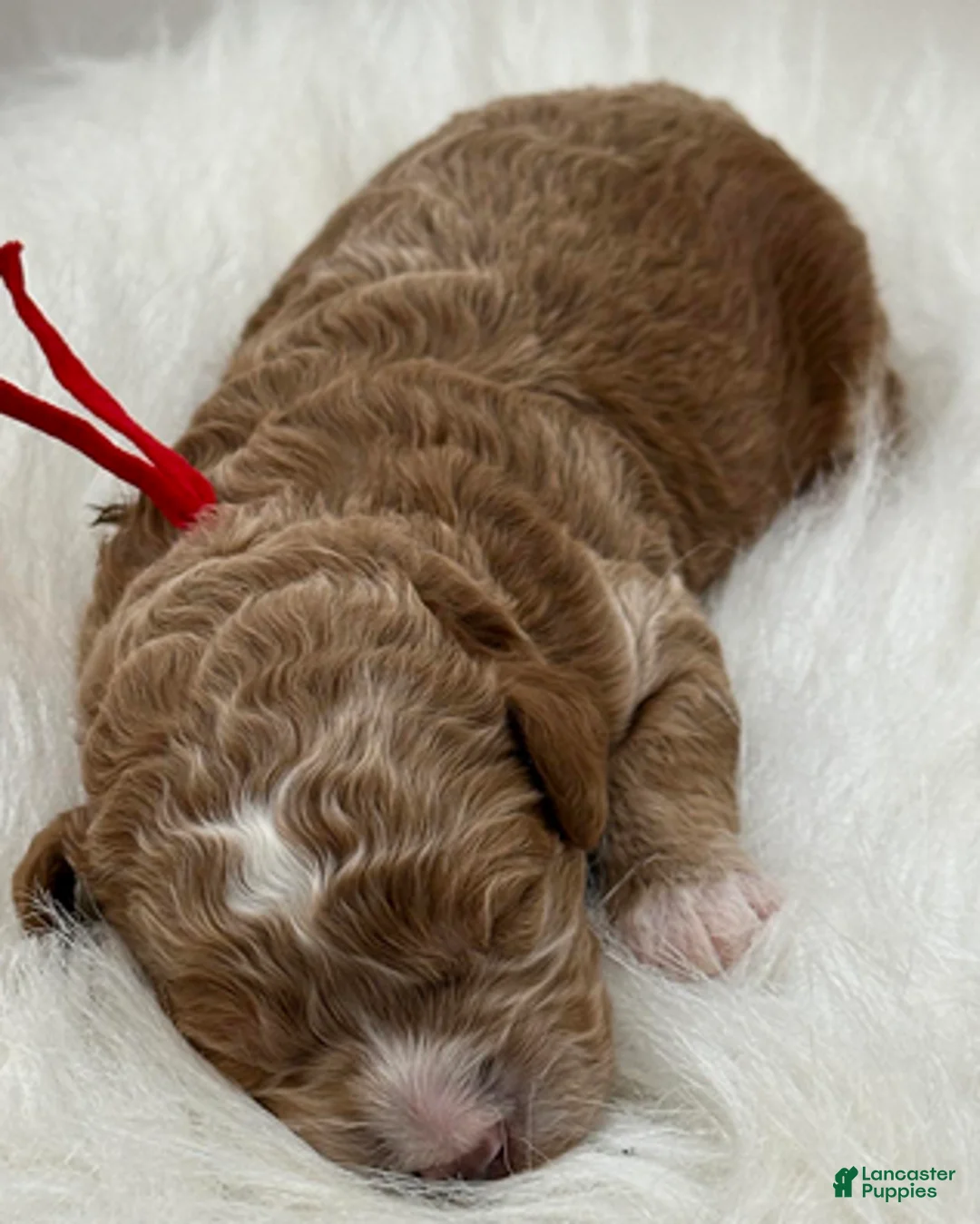 Goldendoodle dogs for sale: Red boy - Ad 3