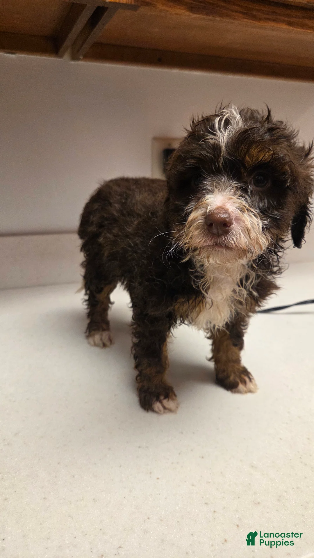 Bernedoodle dogs for sale: Bernedoodle Puppy 5 - Ad 5