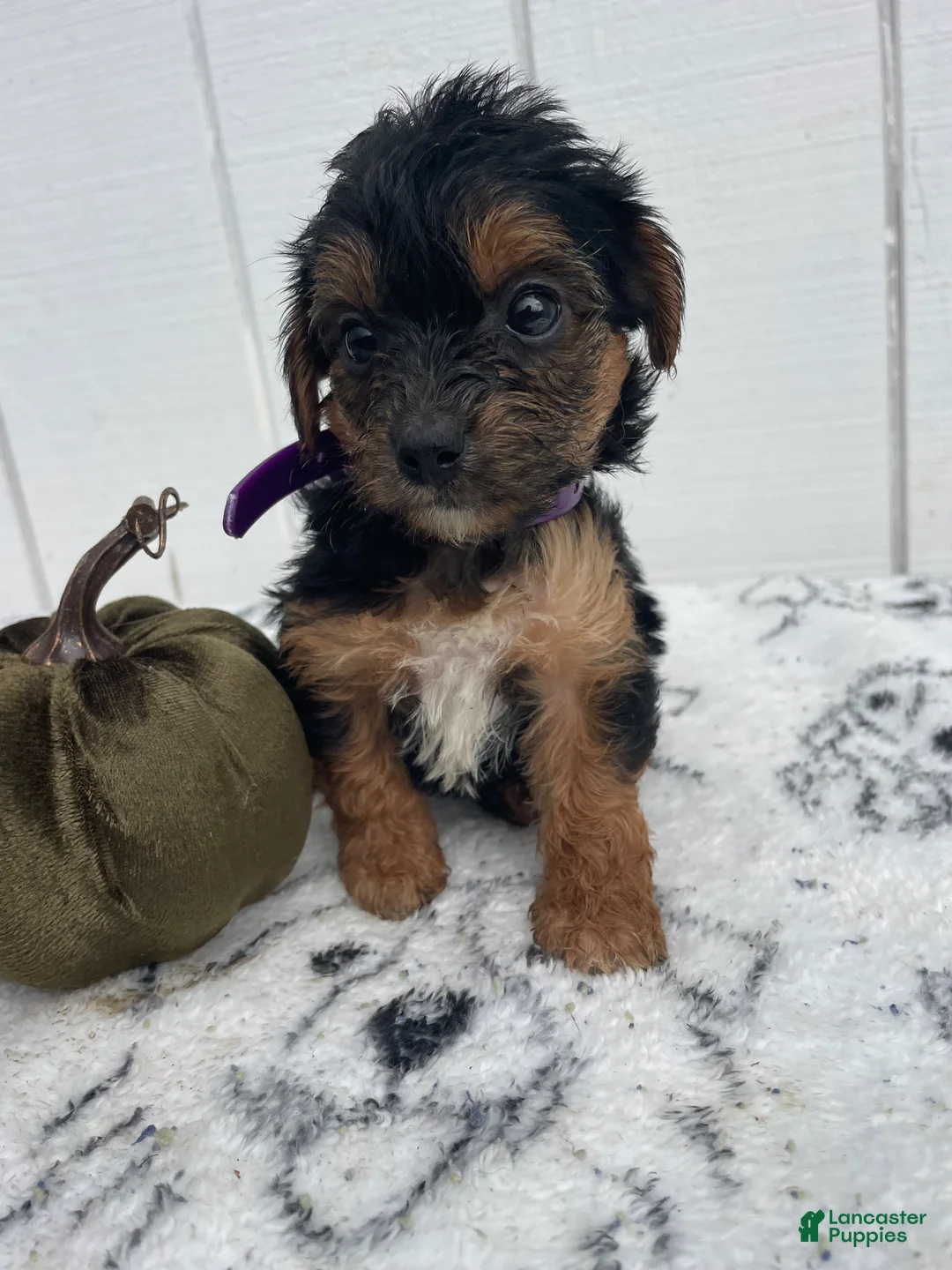 Yorkiepoo dogs for sale: Bailey - Ad 1