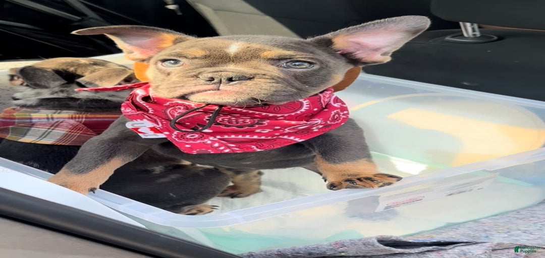 Gallery Image {{count}}