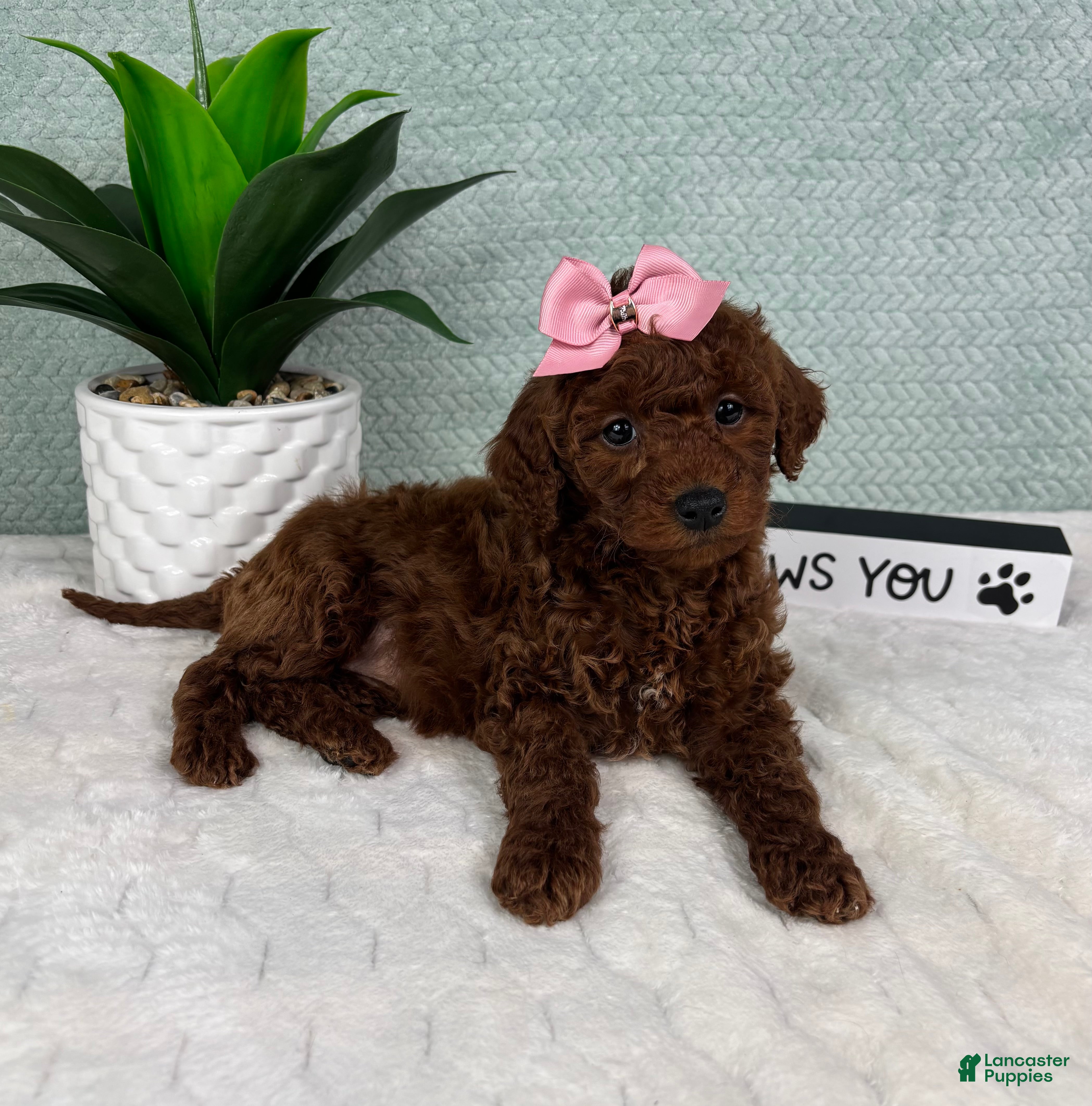 Mini Goldendoodle dogs Molly - Ad 27
