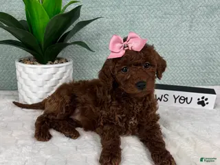 Mini Goldendoodle dogs Molly - Ad 14