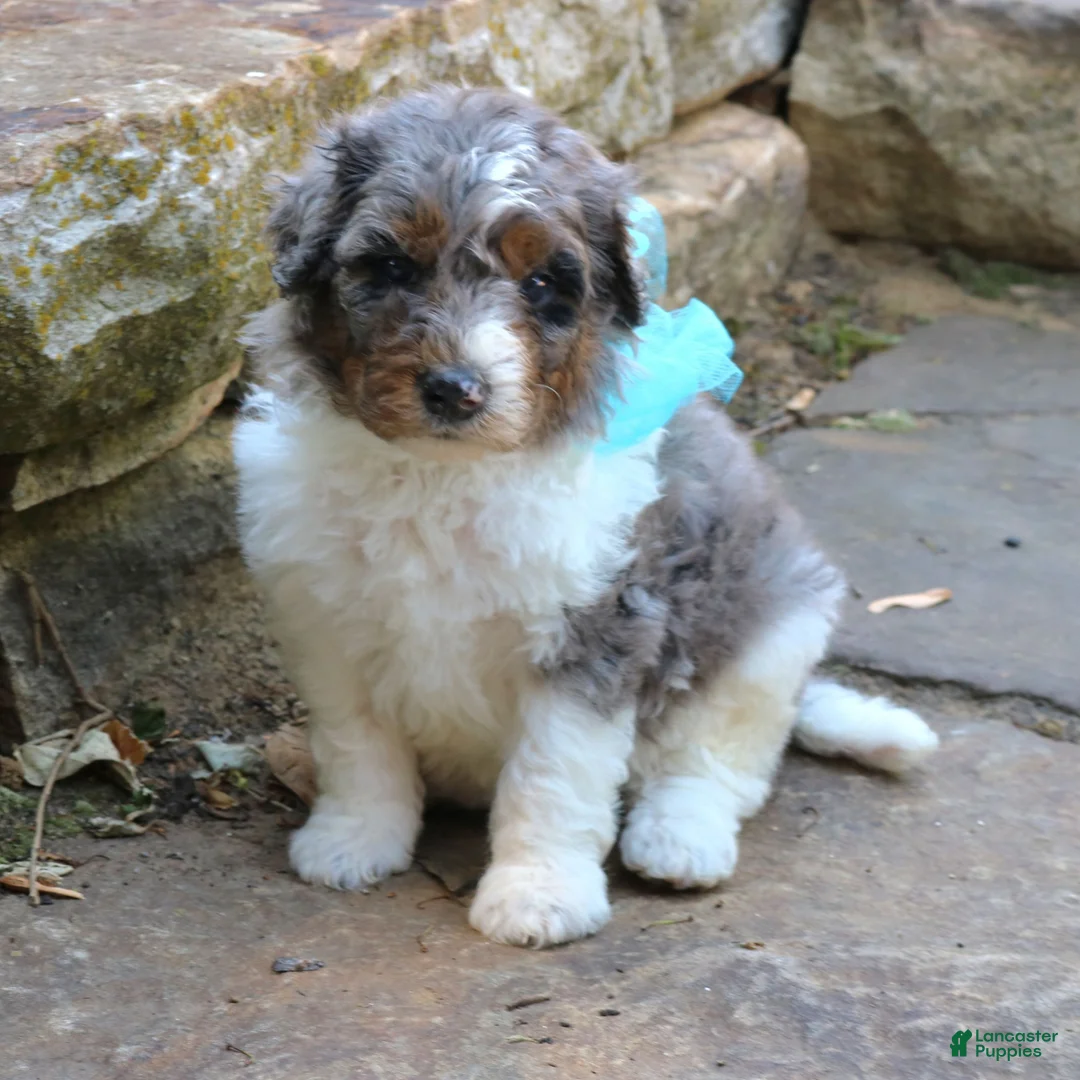 Mini Bernedoodle dogs for sale: Gizmo  - Ad 1
