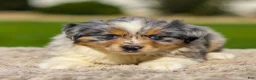 Miniature Australian Shepherd dogs for sale: Ishi - Ad 3
