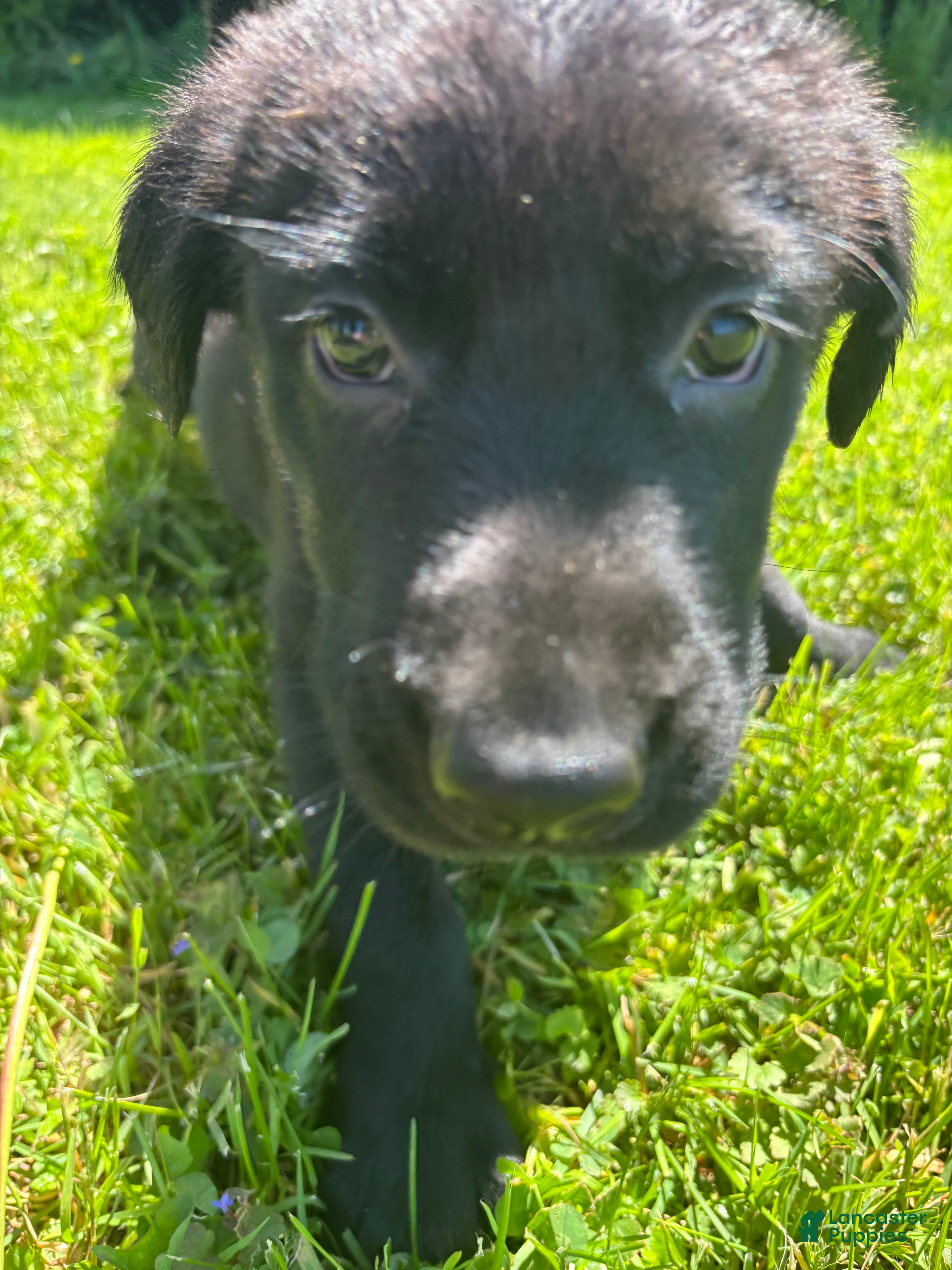 Sheprador dogs Cocoa - Ad 3
