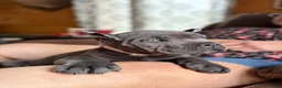 Cane Corso dogs for sale: Cane Corso Puppy 3 - Ad 2