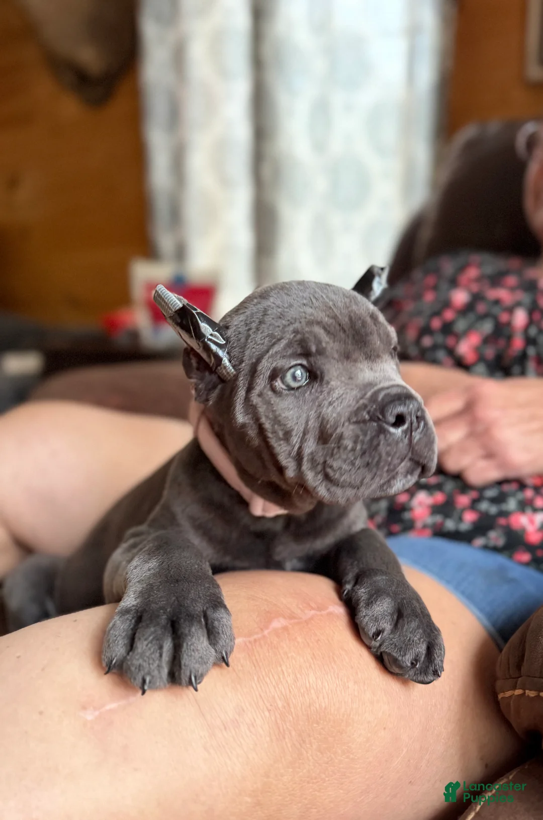 Cane Corso dogs for sale: Cane Corso Puppy 3 - Ad 2