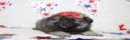 Keeshond dogs for sale: Anna - Ad 9