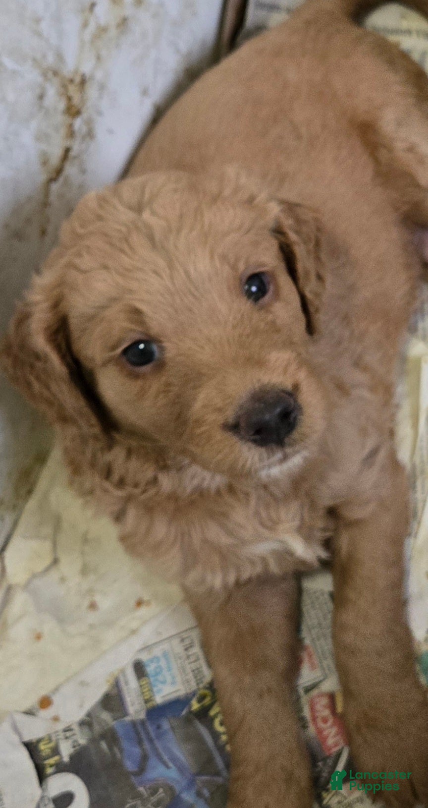 Goldendoodle dogs Goldendoodle Puppy 2 - Ad 2