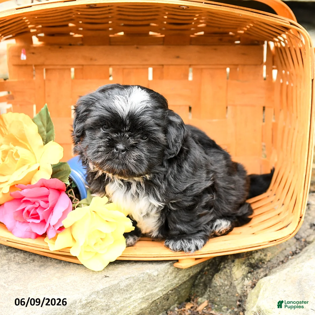 Shih Tzu dogs for sale: Teddy - Ad 3