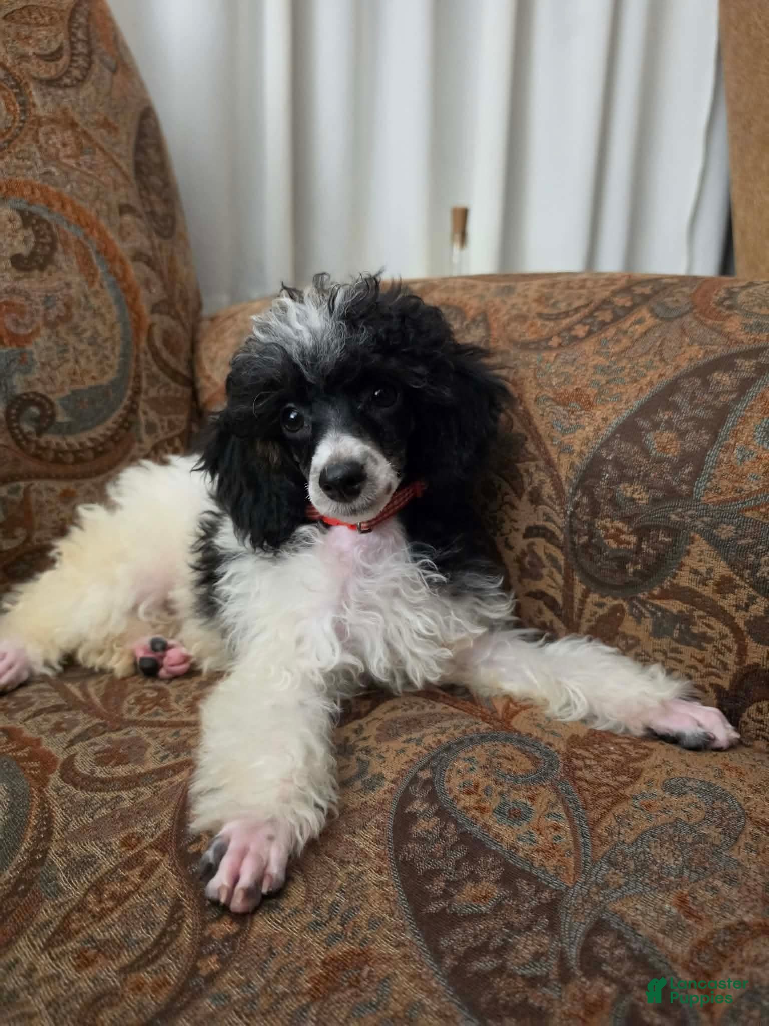 Miniature Poodle dogs Tamarack  - Ad 4