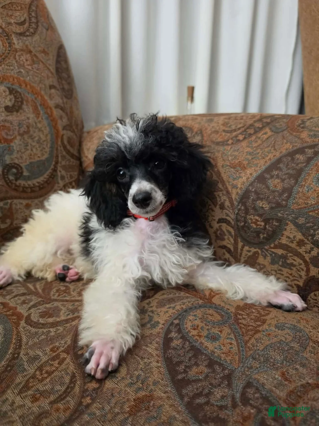 Miniature Poodle dogs for sale: Tamarack  - Ad 1