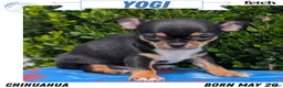 Chihuahua dogs for sale: Yogi - Ad 1