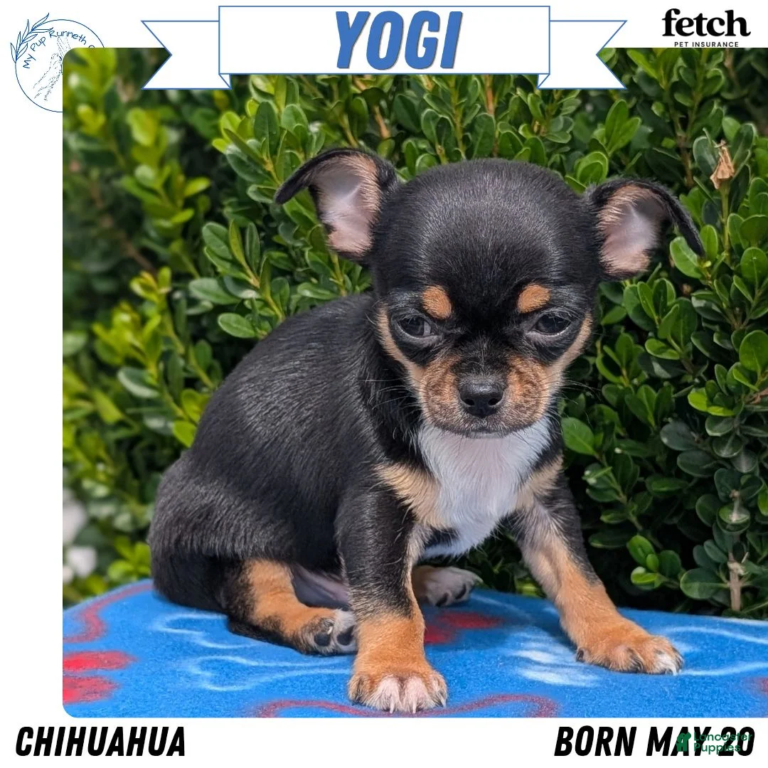 Chihuahua dogs for sale: Yogi - Ad 1