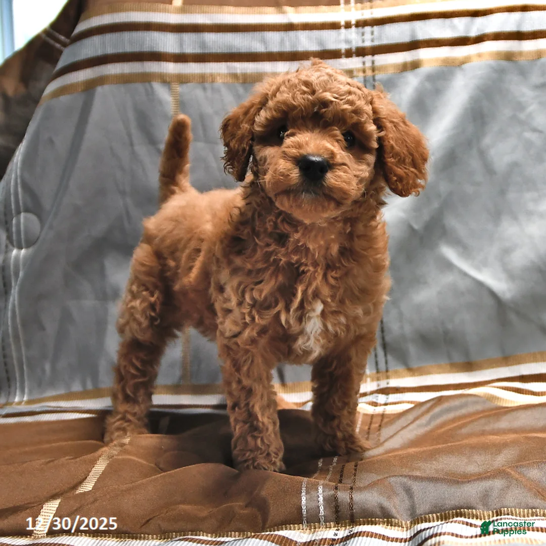 Goldendoodle dogs for sale: Mindy - Ad 3