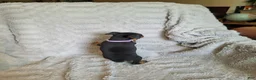 Miniature Pinscher dogs for sale: Paige  - Ad 4